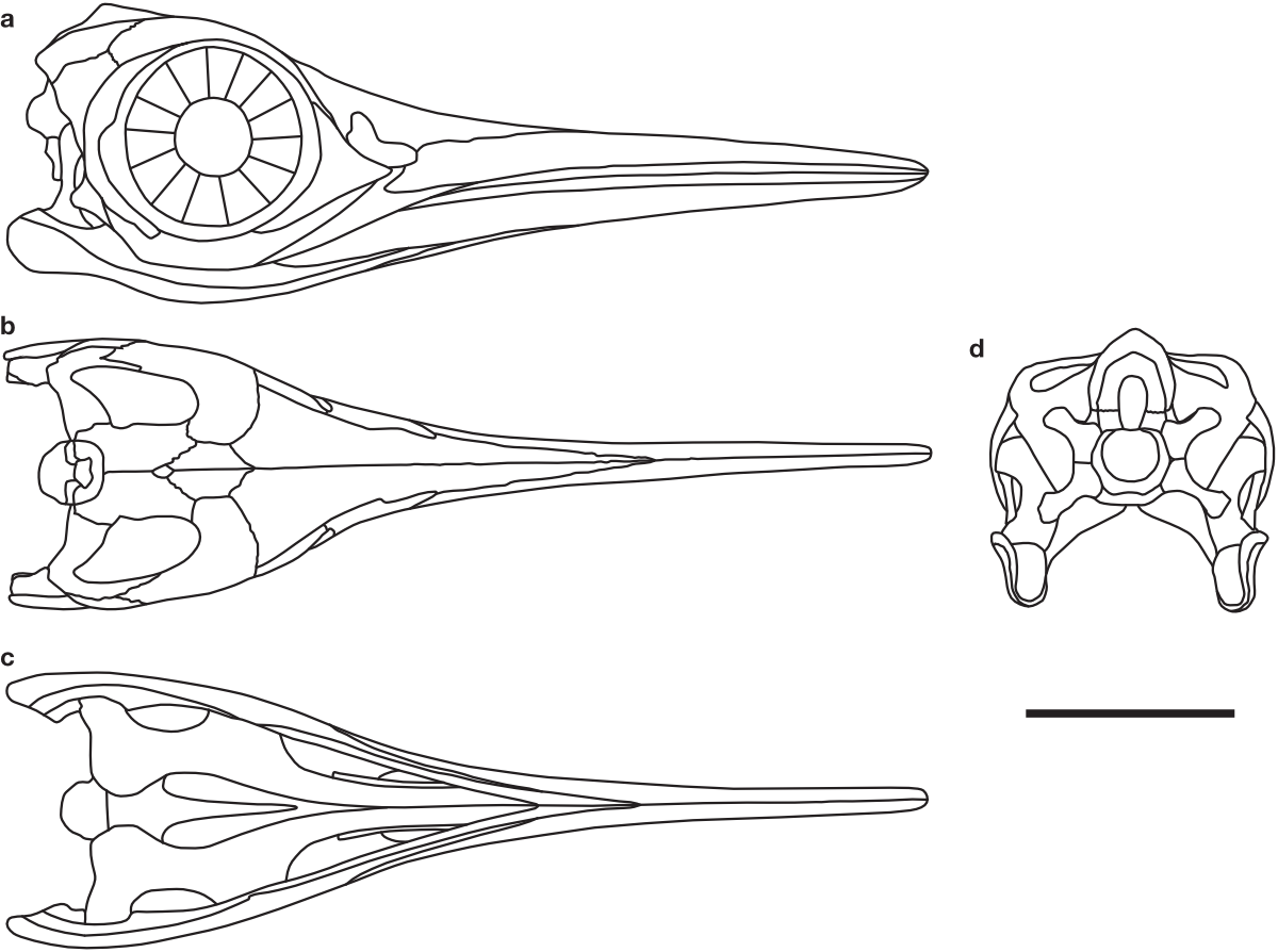 Outlines of the skull of Baptanodon/Ophthalmosaurus