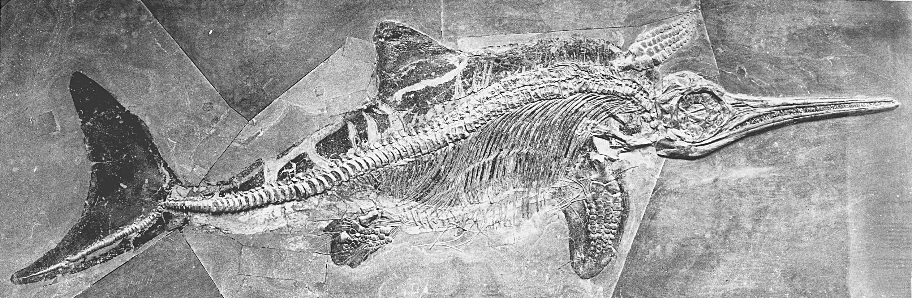 An ichthyosaur with soft tissue preservation