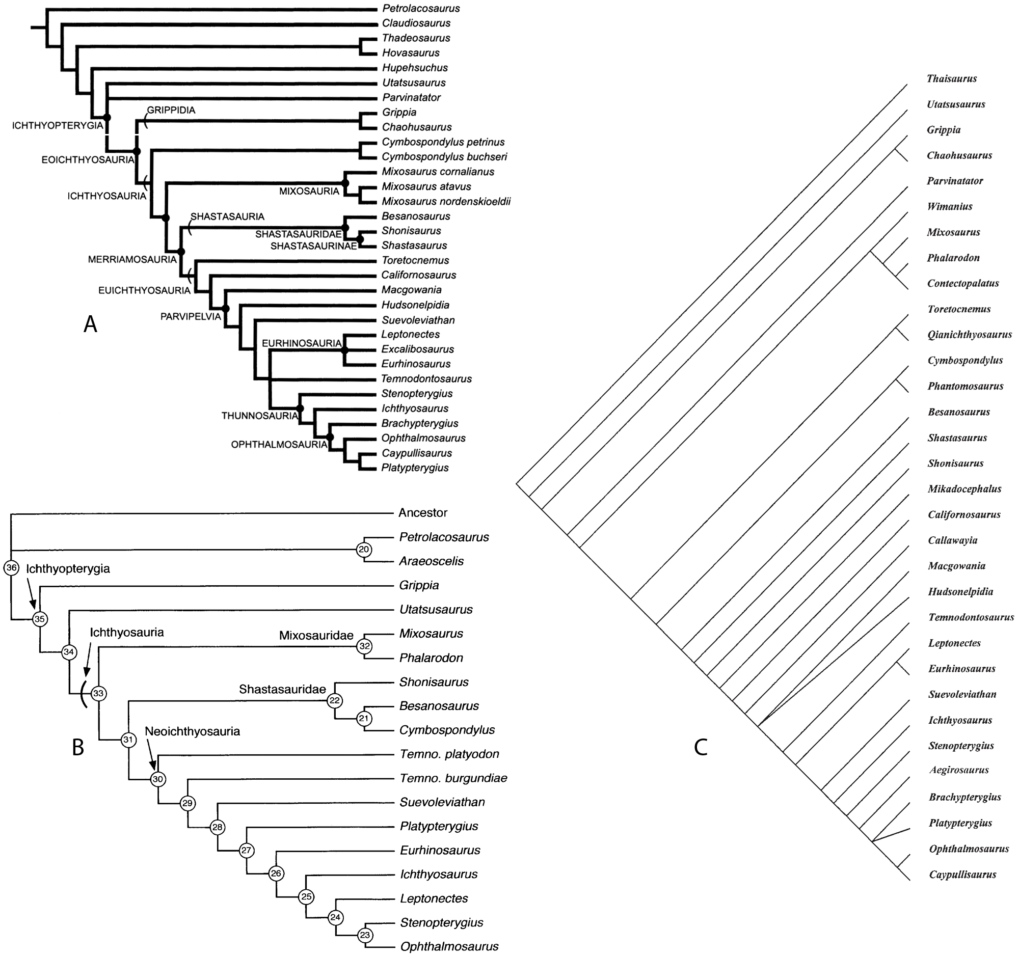 Ichthyosaur cladograms