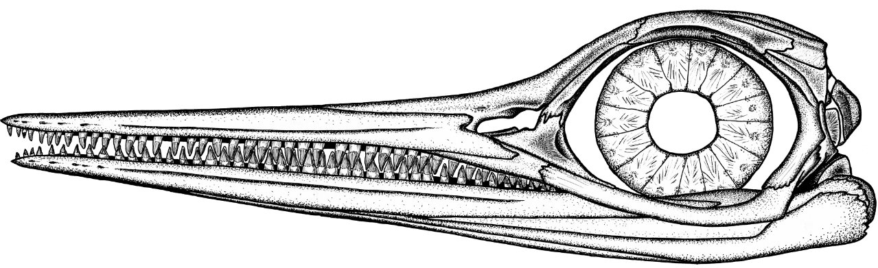 Reconstruction of the skull of Ophthalmosaurus