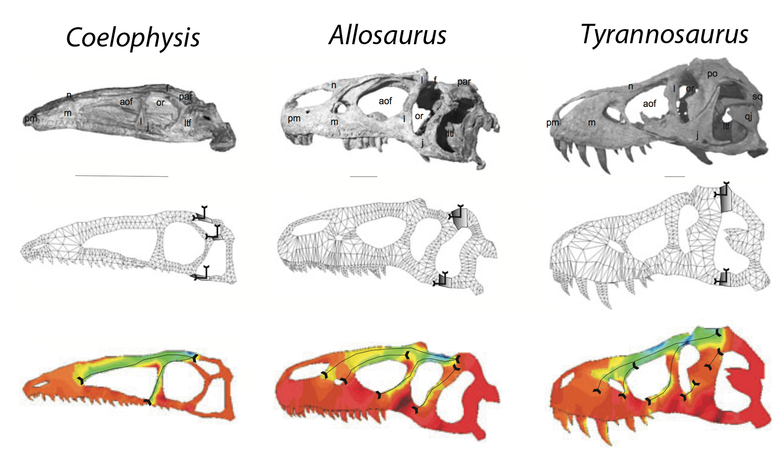 FEA models of dinosaur skulls