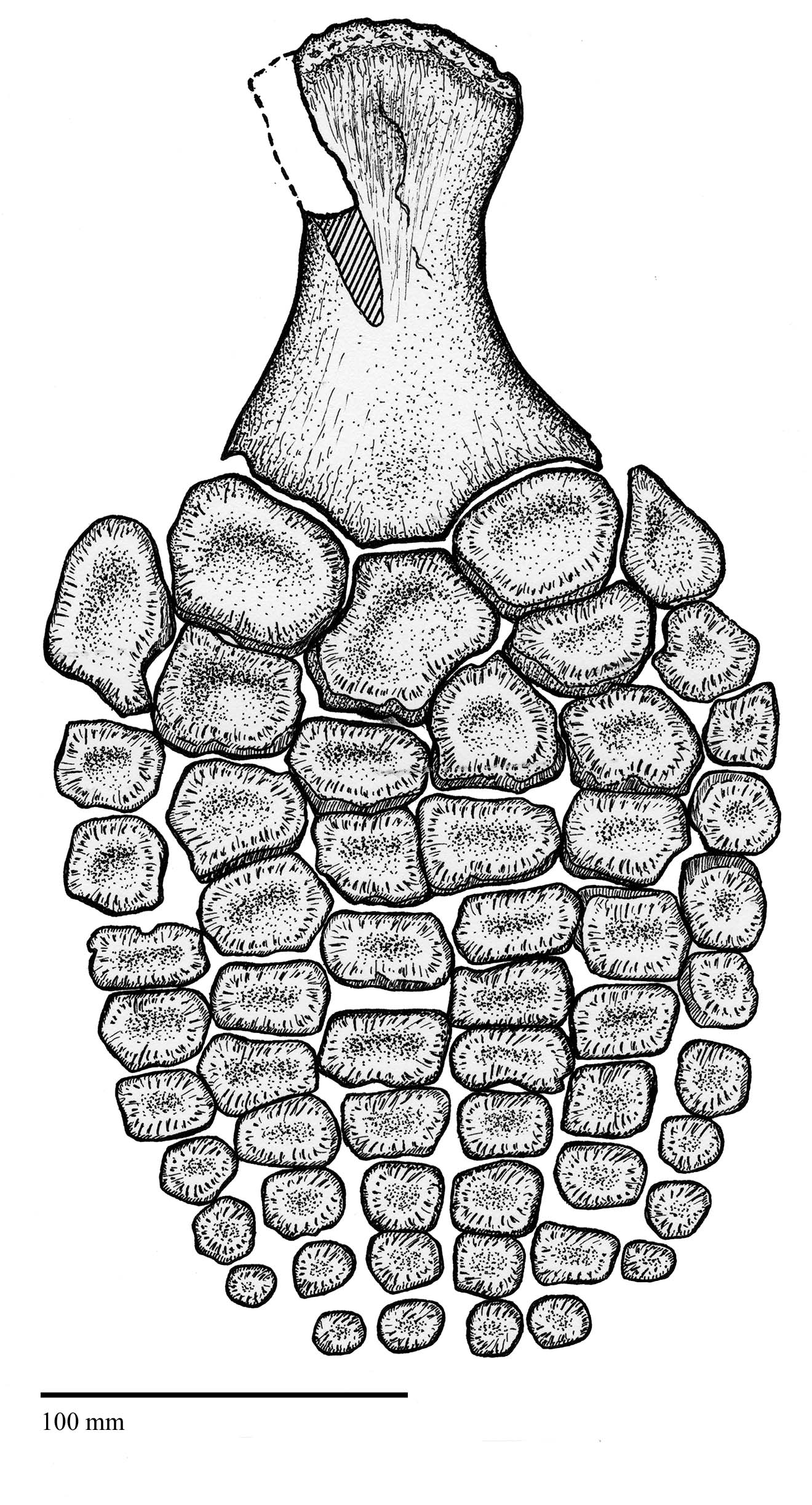 Fore limb of Brachypterygius