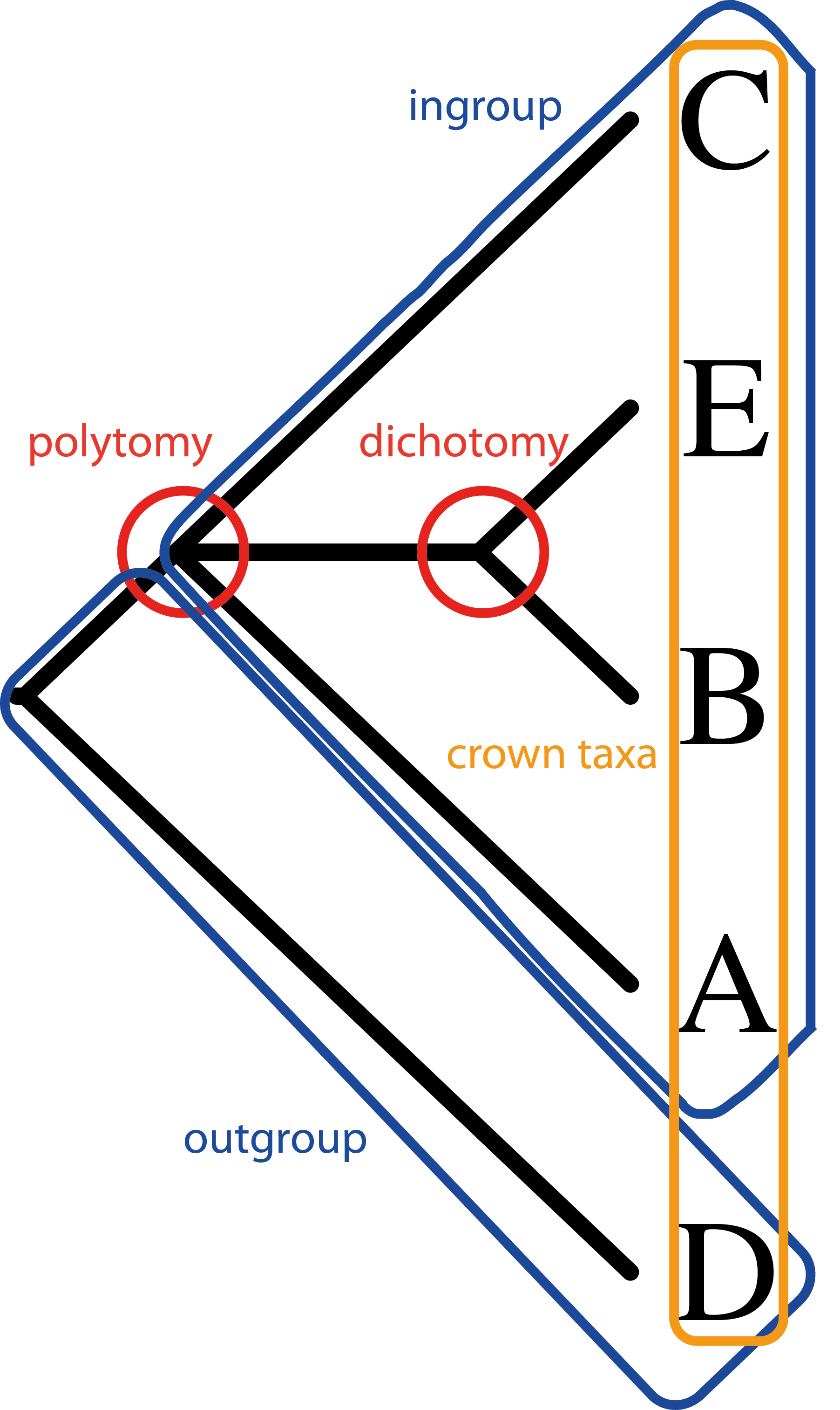 Example cladogram