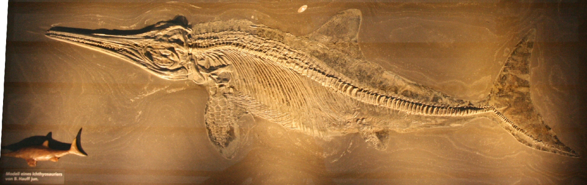 Stenopterygius quadriscissus