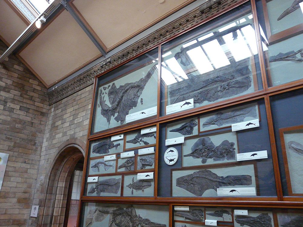 Nannopterygius in the Natural History Museum, London