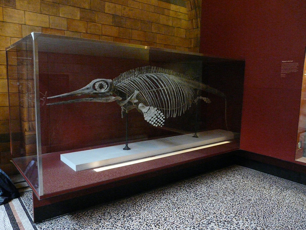 Ophthalmosaurus in the Natural History Museum