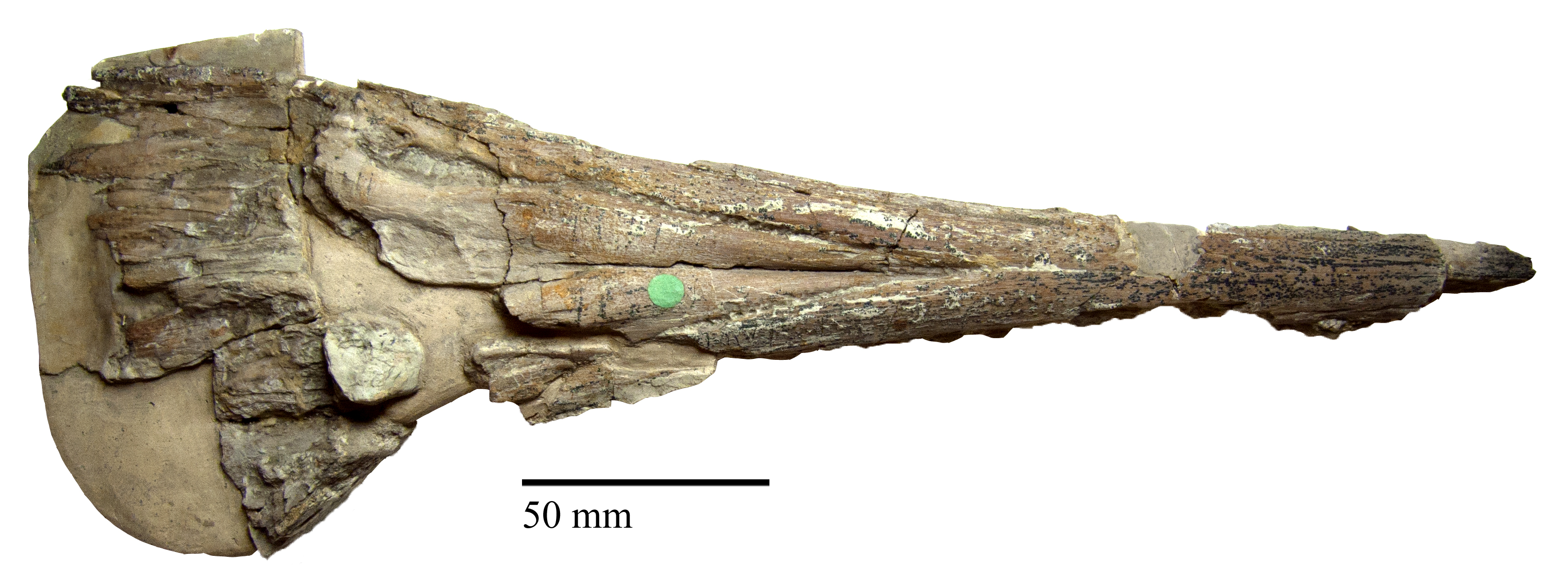 Ichthyosaurus leptospondylus in NHMUK