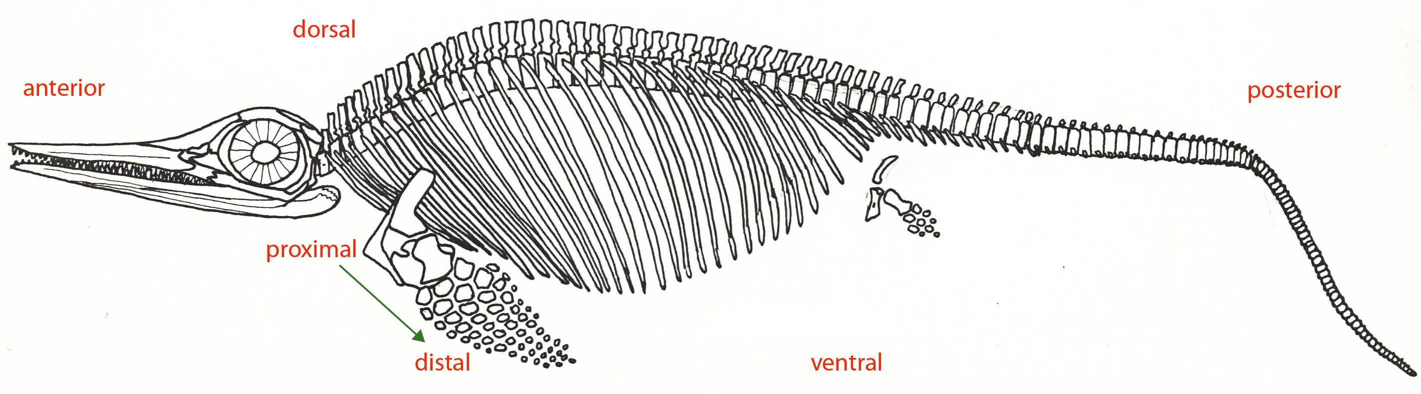Reconstruction of Ophthalmosaurus by Kirton (1983)