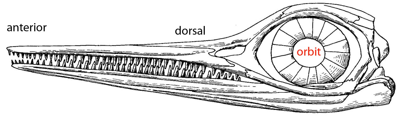 Ophthalmosaurus from McGowan and Motani (2003)