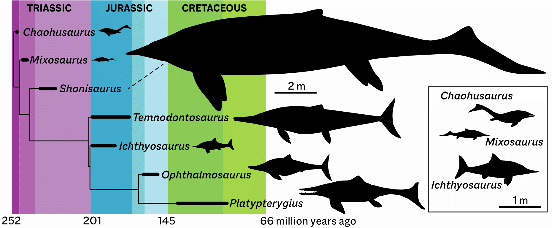 A very simplified ichthyosaur phylogeny