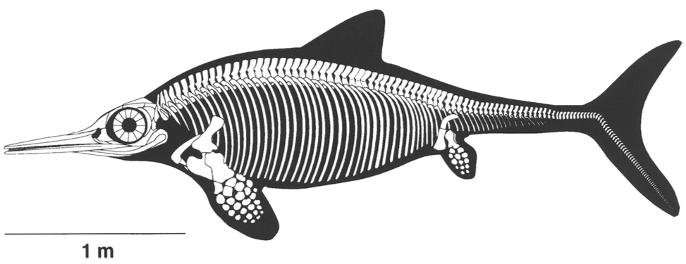 Ophthalmosaurus from Sander (2000)