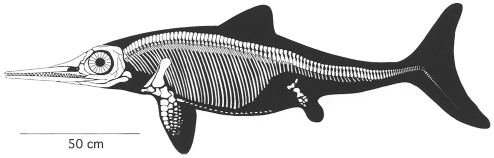 Stenopterygius from Sander (2000)